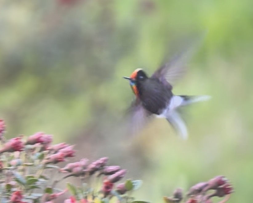 Rainbow-bearded Thornbill - ML639131778