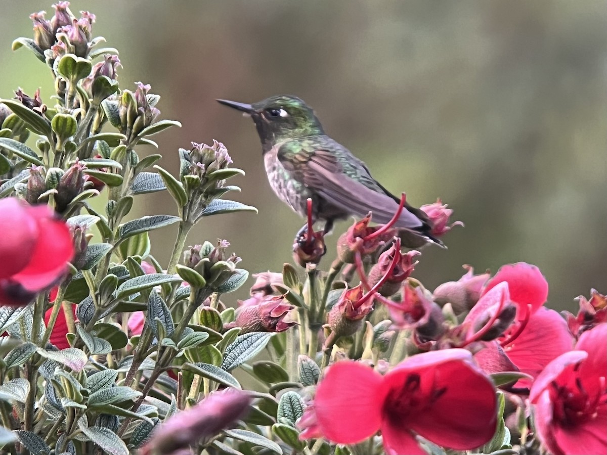 Viridian Metaltail - ML639131818