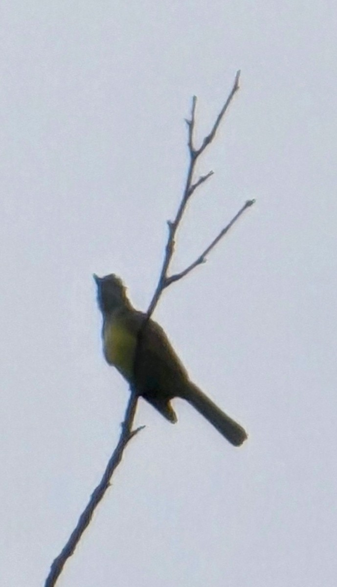 Great Crested Flycatcher - ML639131849