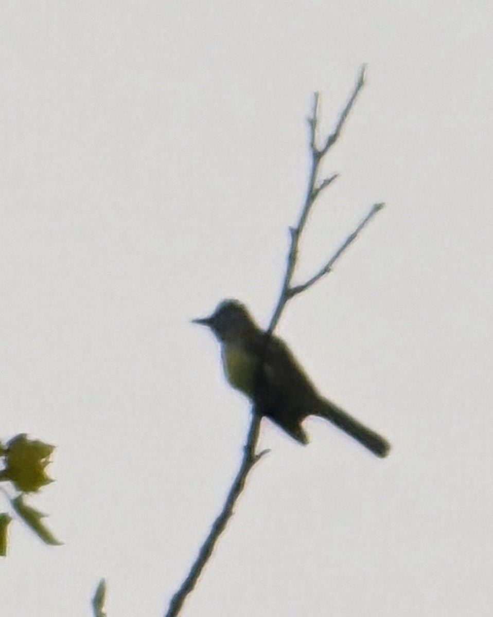 Great Crested Flycatcher - ML639131850