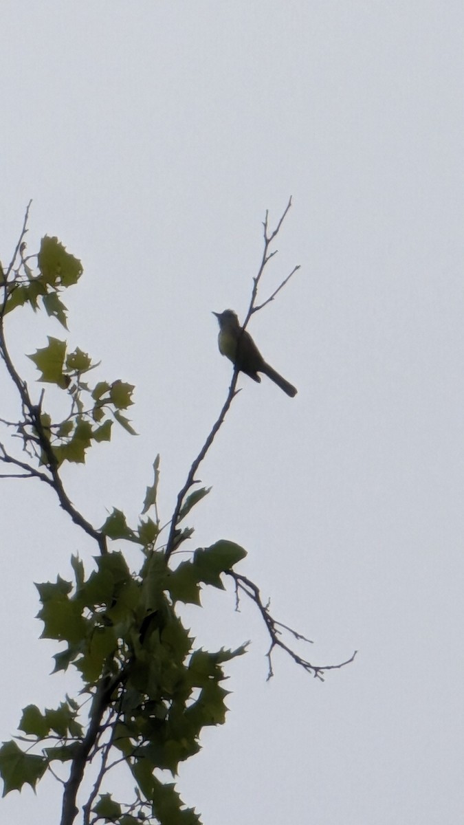 Great Crested Flycatcher - ML639131851