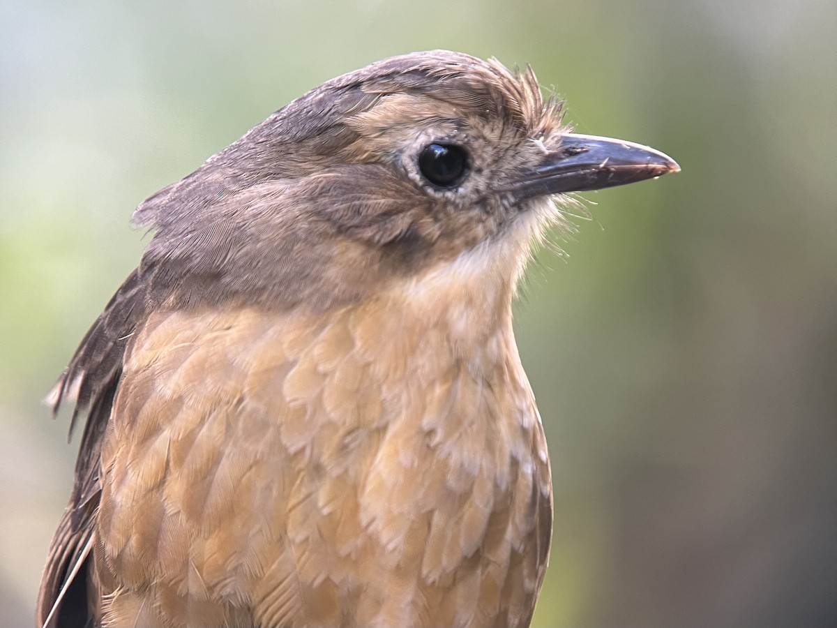 Tawny Antpitta - ML639131879