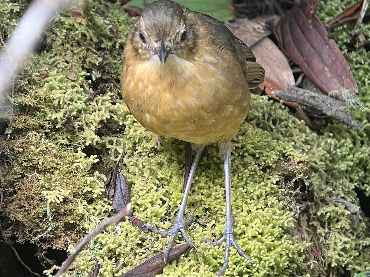 Tawny Antpitta - ML639131880