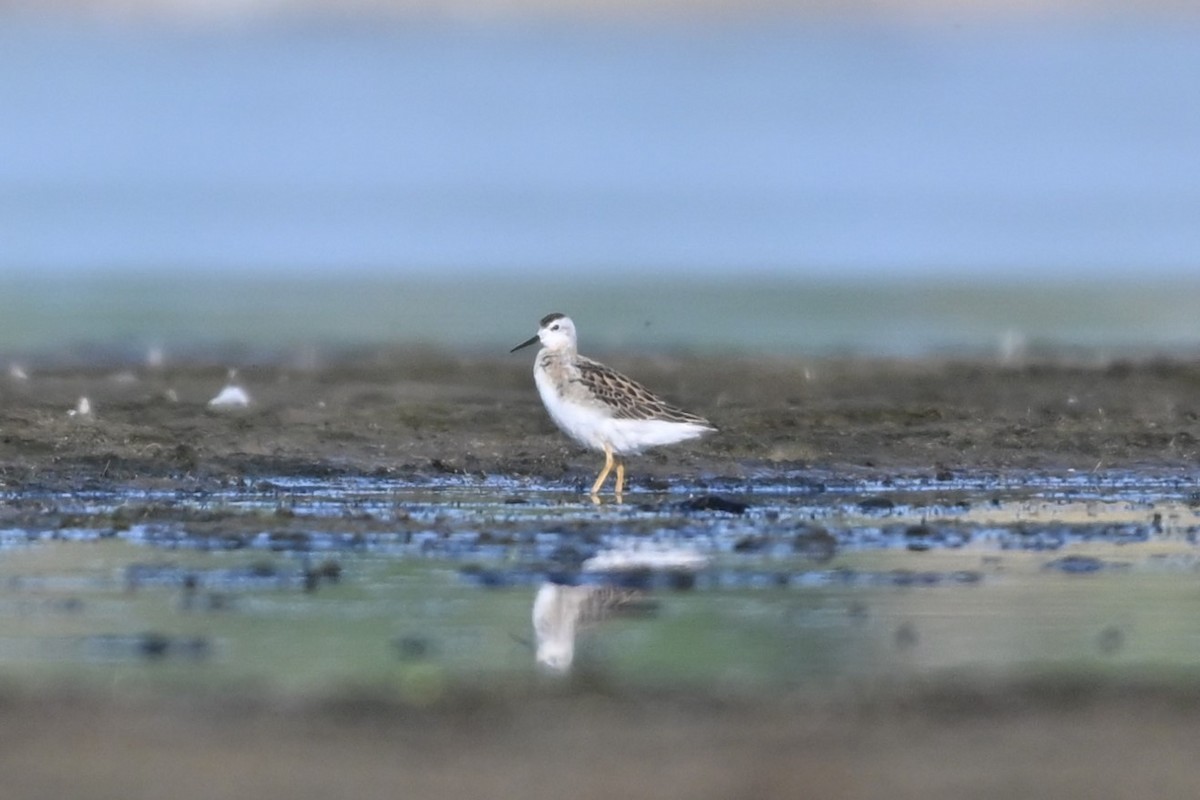 Wilson's Phalarope - ML639131897