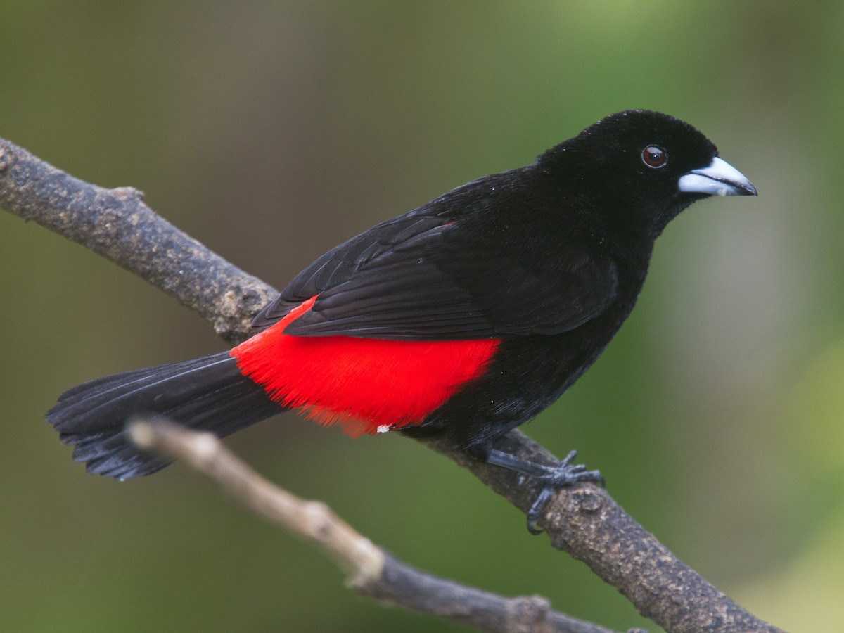 Scarlet-rumped Tanager - ML639131901