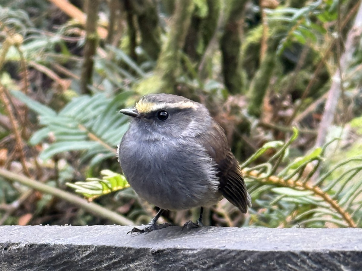 Crowned Chat-Tyrant - ML639131930