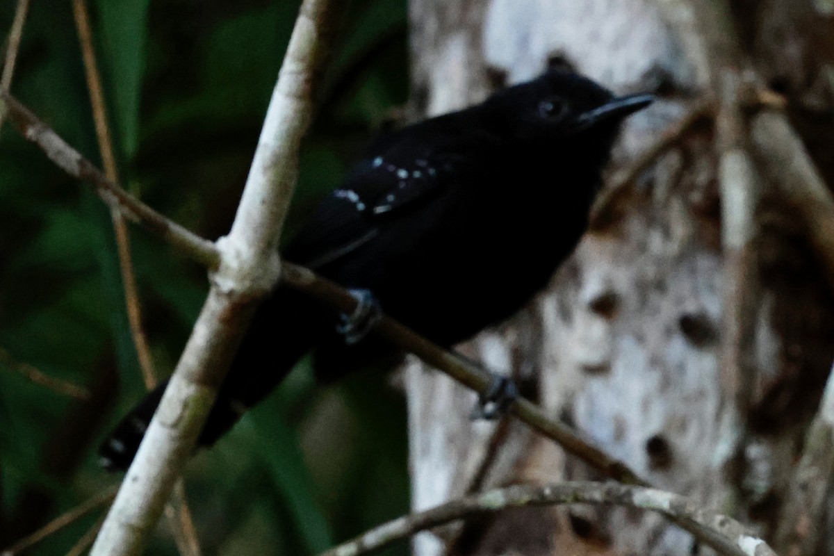 Manu Antbird - ML639131935