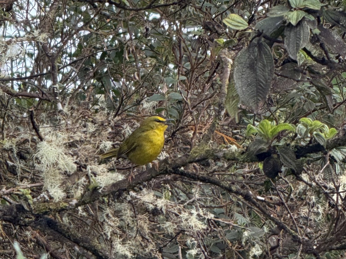 Black-crested Warbler - ML639131954