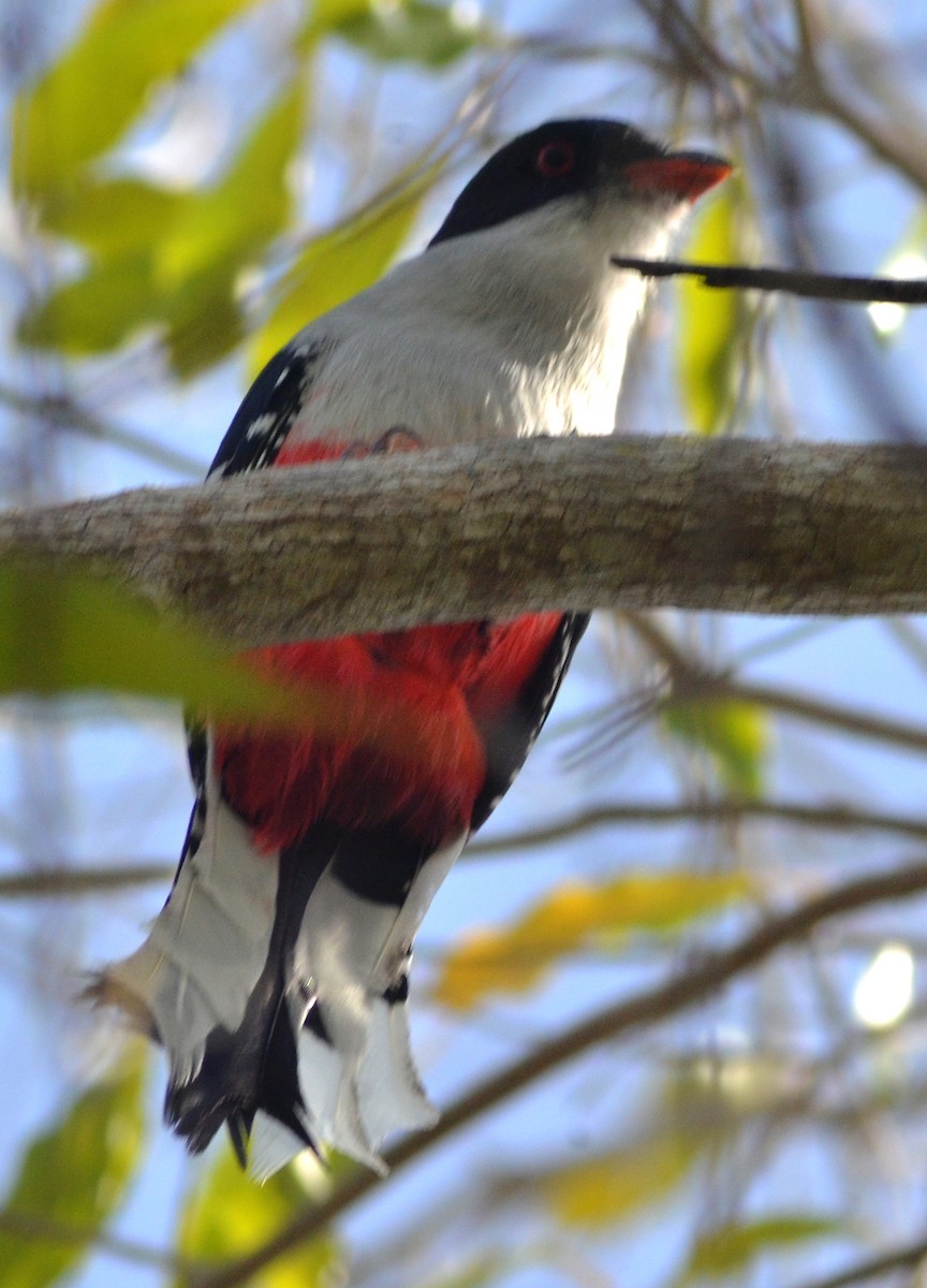 Cuban Trogon - ML639131968