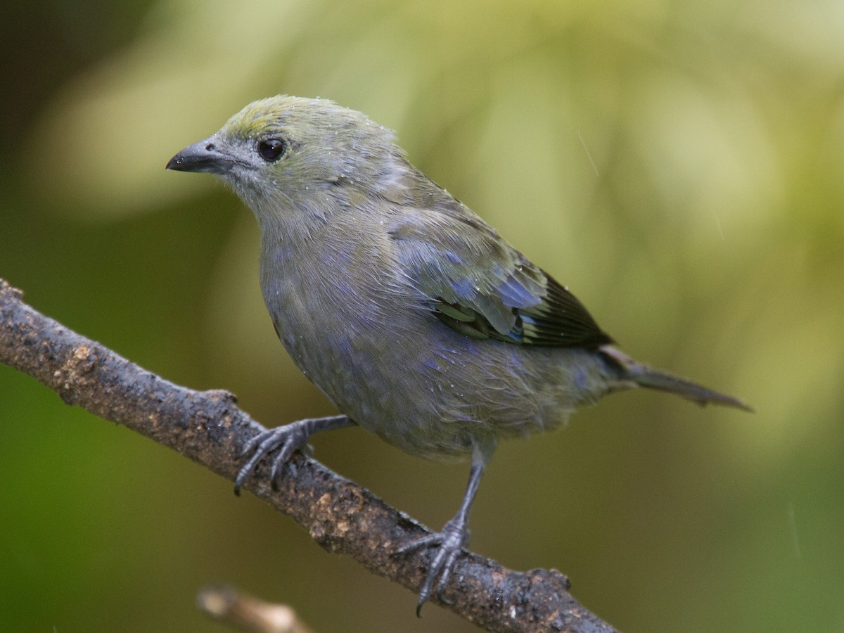 Palm Tanager - ML639131983