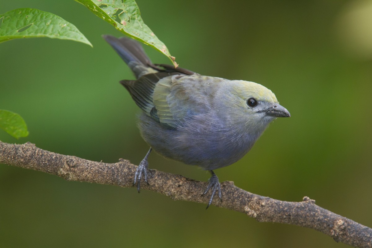Palm Tanager - ML639131984