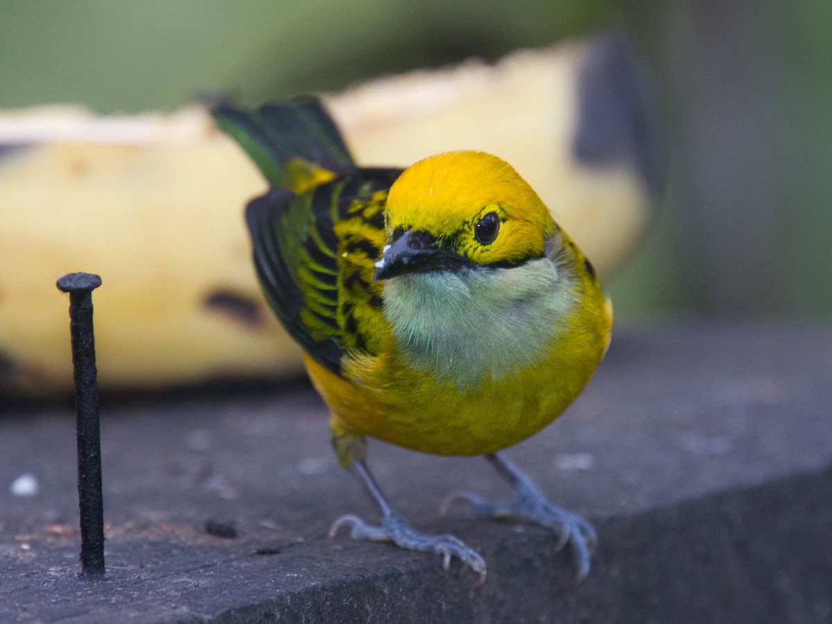 Silver-throated Tanager - ML639132022