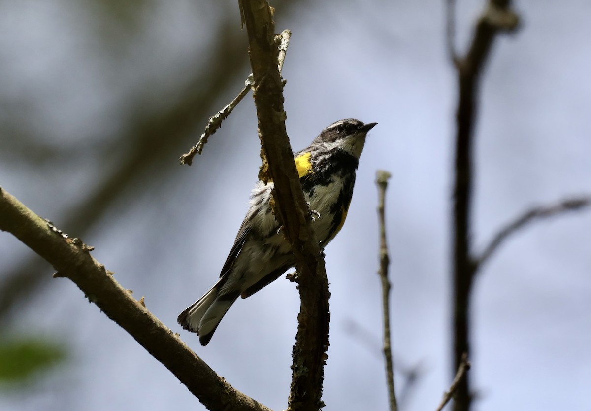 Yellow-rumped Warbler - ML639132032