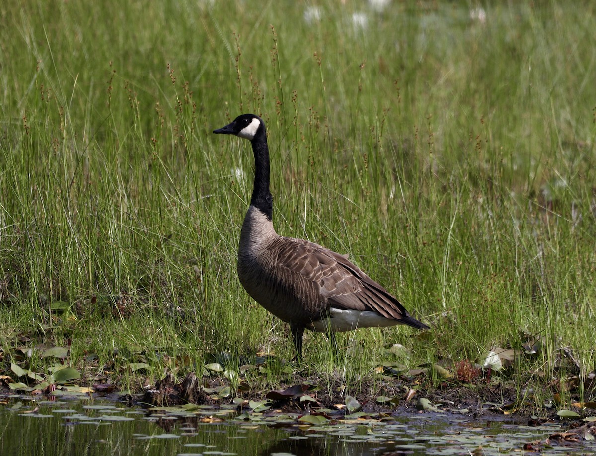 Canada Goose - ML639132036