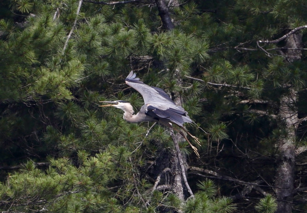 Great Blue Heron - ML639132042