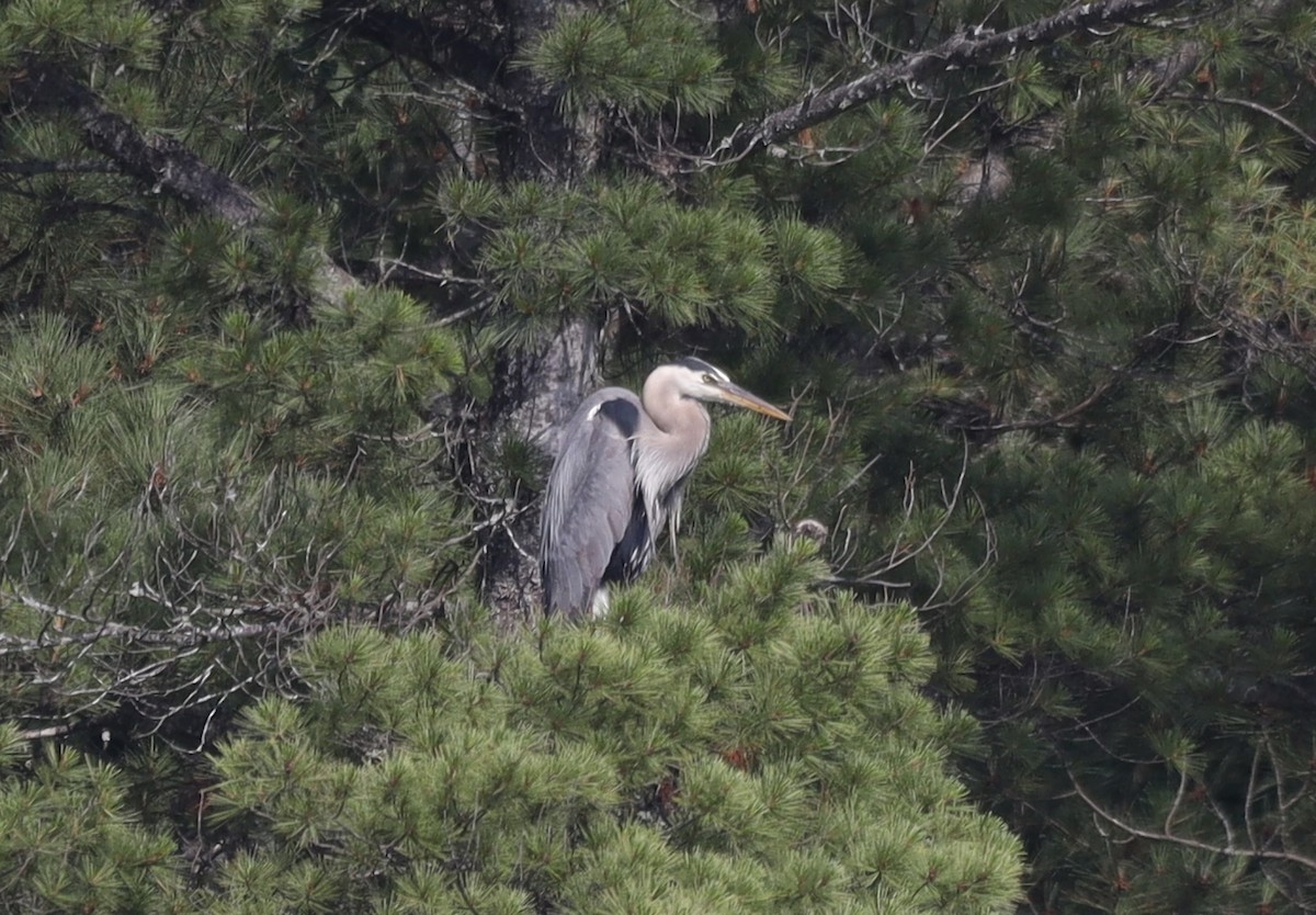 Great Blue Heron - ML639132043