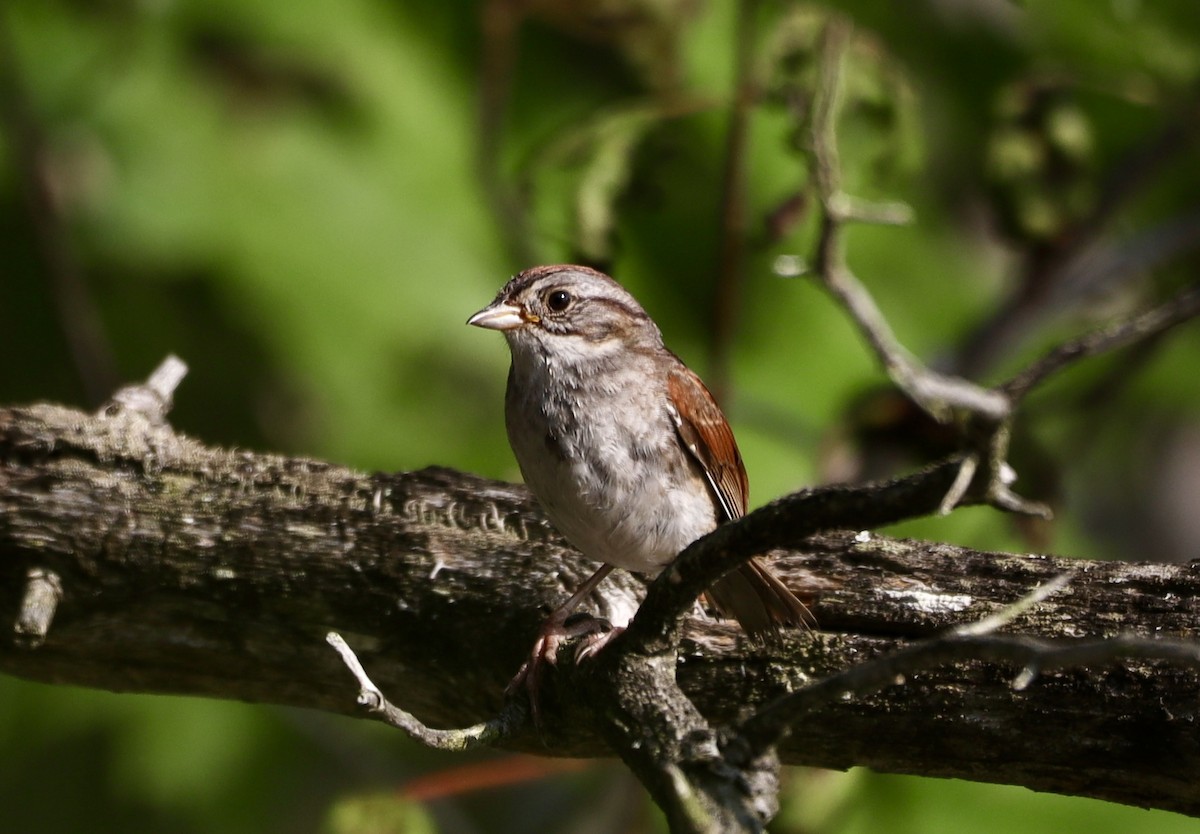 Swamp Sparrow - ML639132048