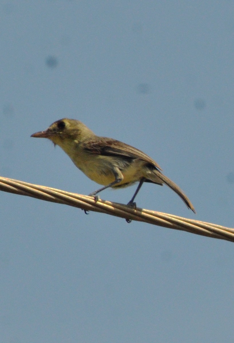 Vireo Cubano - ML639132050