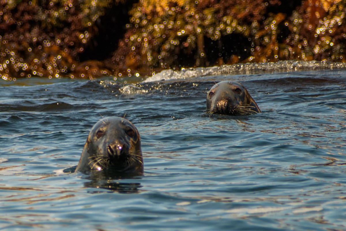 Atlantic Grey Seal - ML639132051