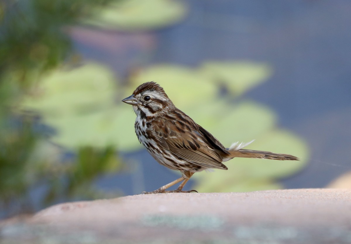 Song Sparrow - ML639132053