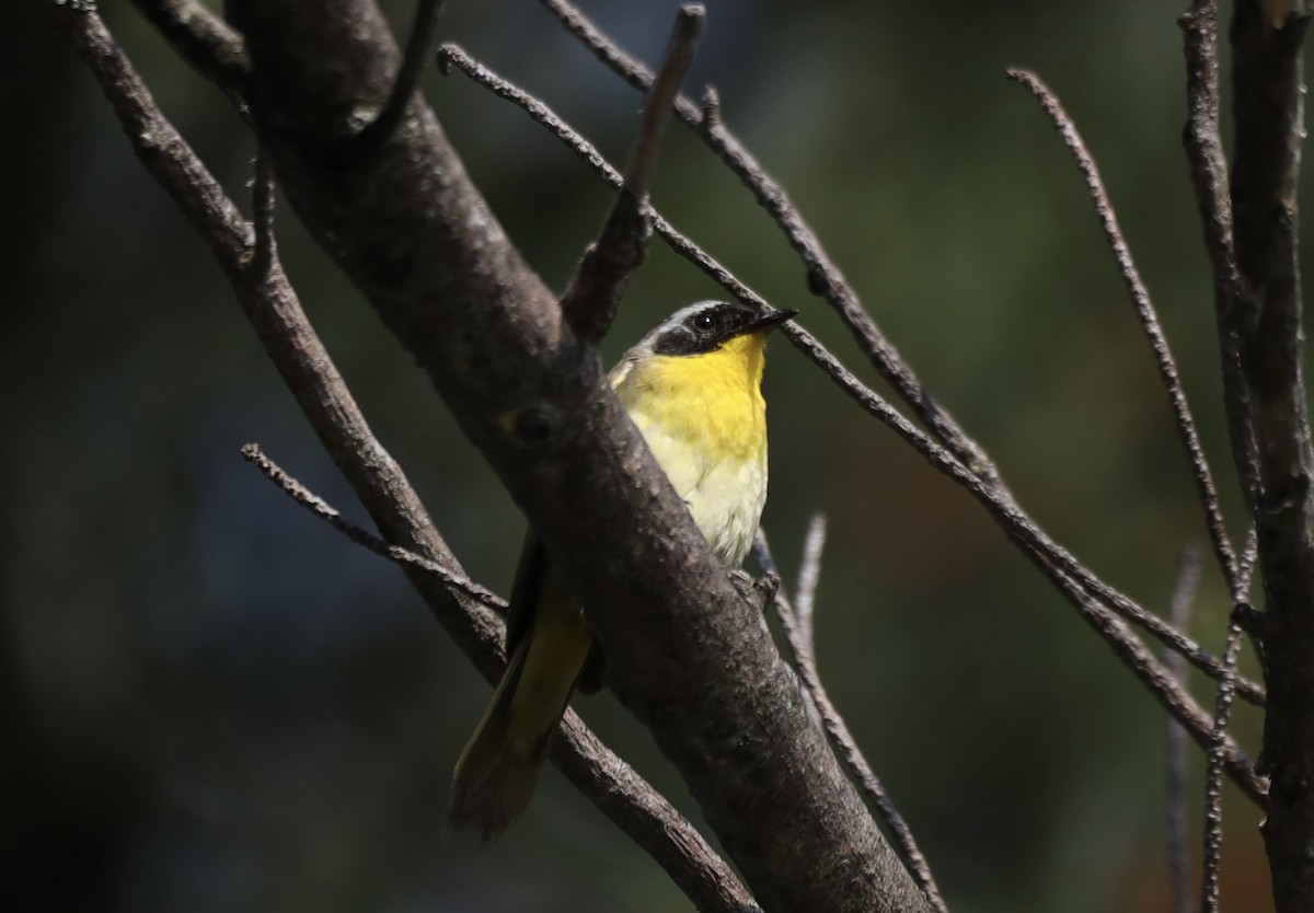 Common Yellowthroat - ML639132060