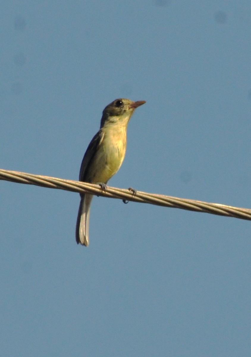 Vireo Cubano - ML639132063