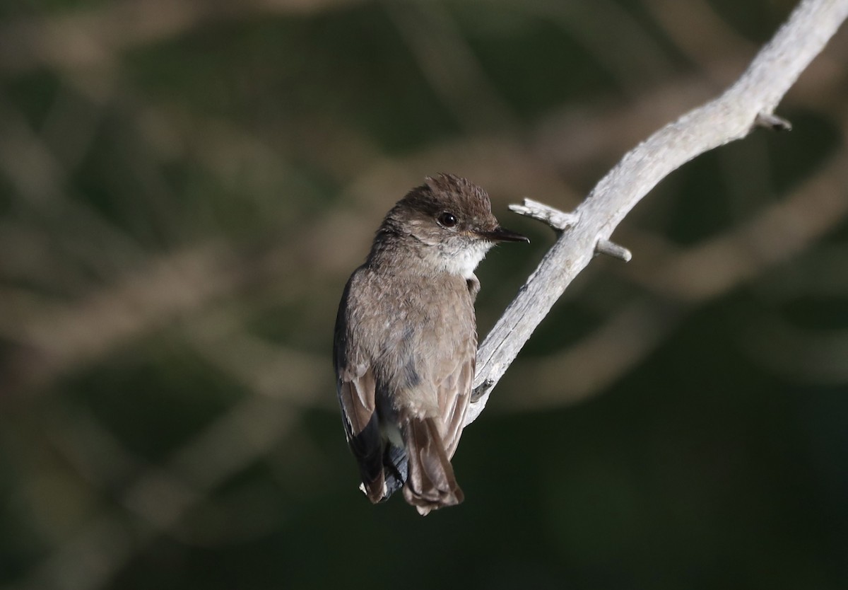 Eastern Phoebe - ML639132080