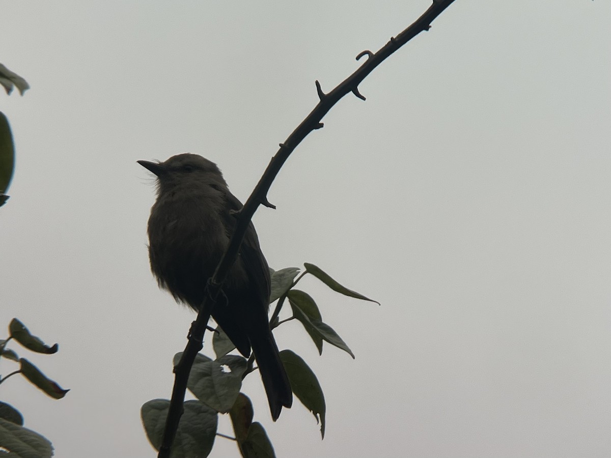 Smoky Bush-Tyrant - ML639132130