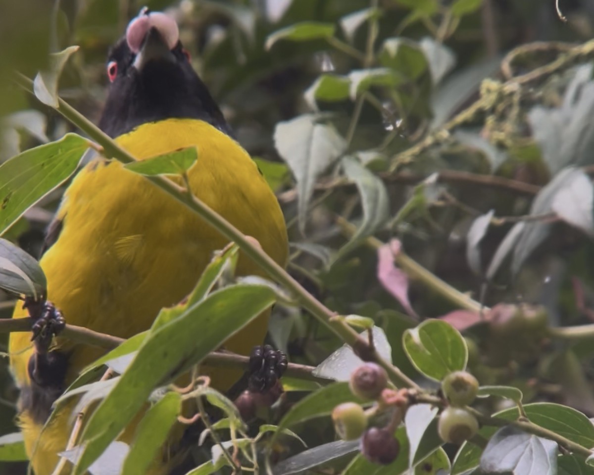 Hooded Mountain Tanager - ML639132150