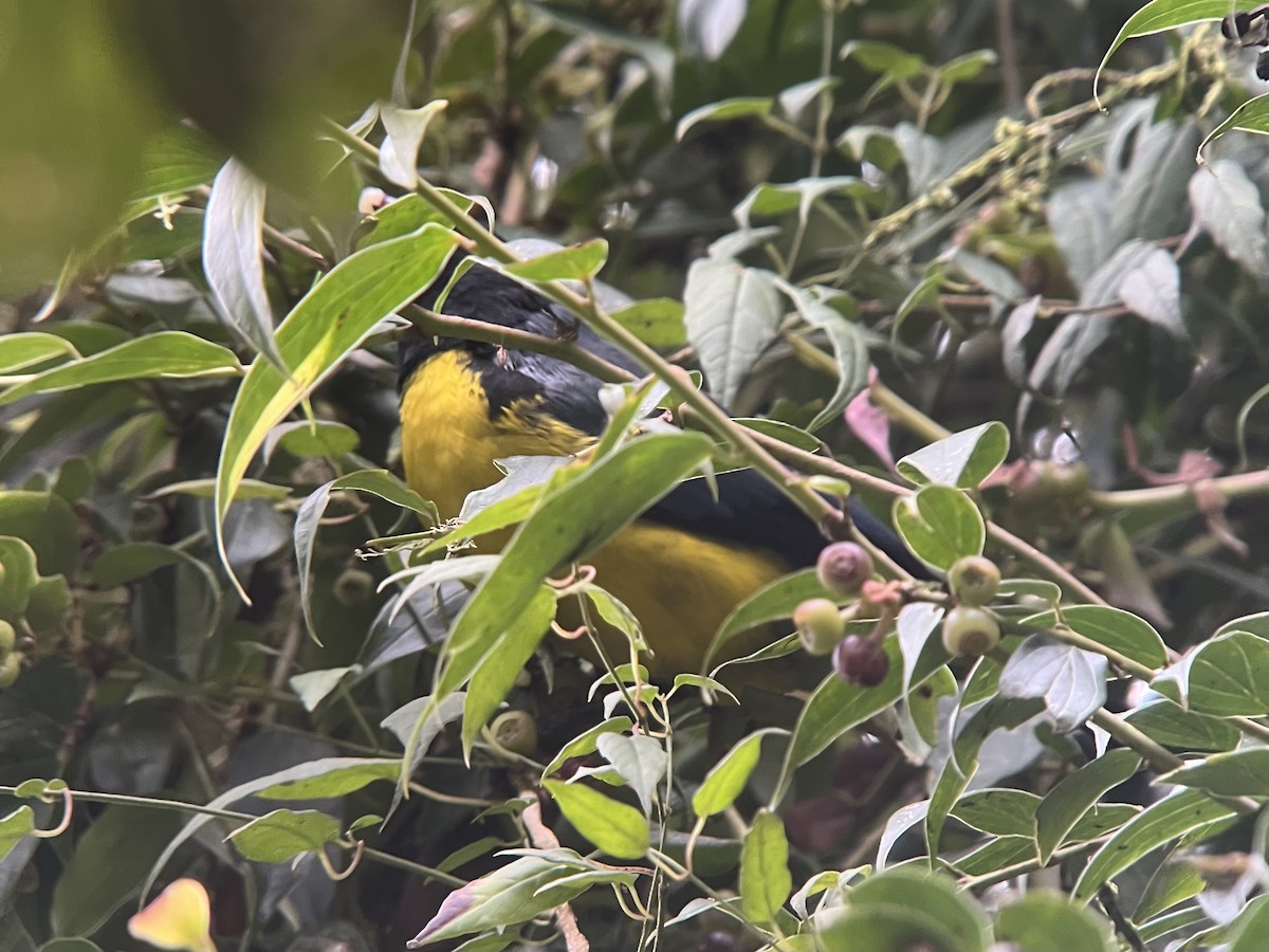 Hooded Mountain Tanager - ML639132151