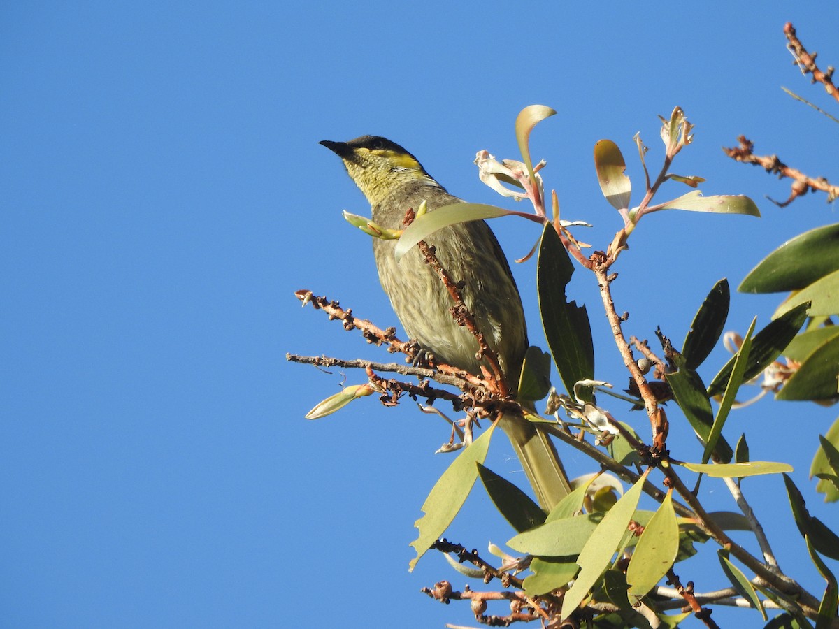 Mangrove Honeyeater - ML639132152