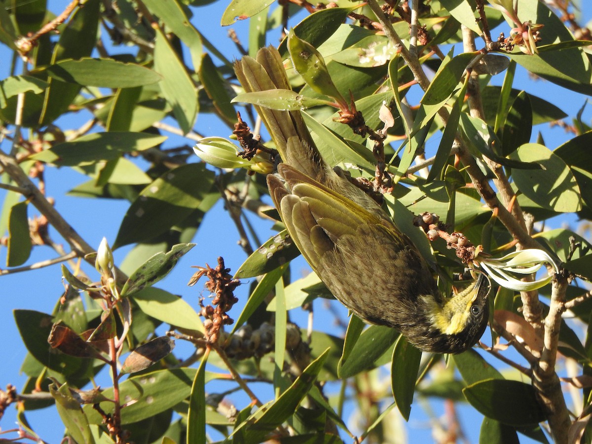 Mangrove Honeyeater - ML639132153