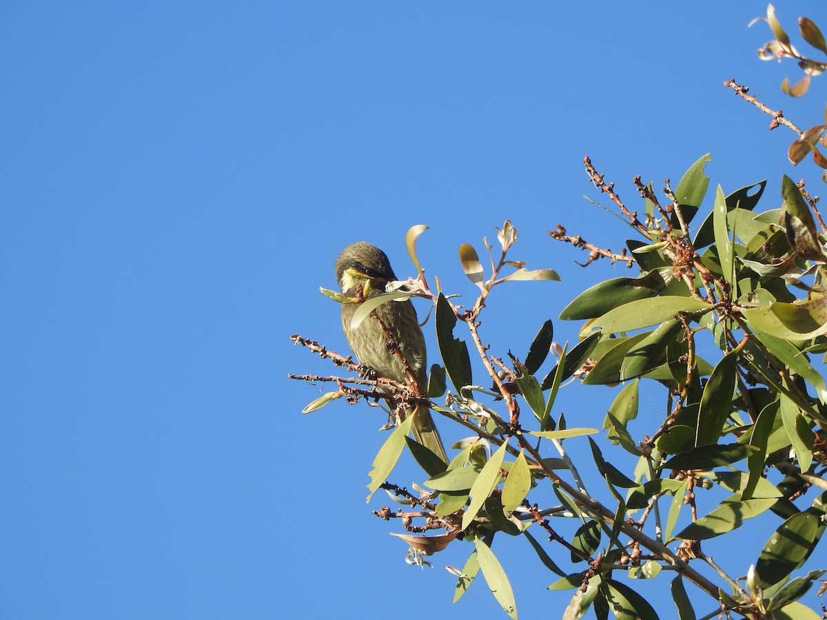 Mangrove Honeyeater - ML639132154