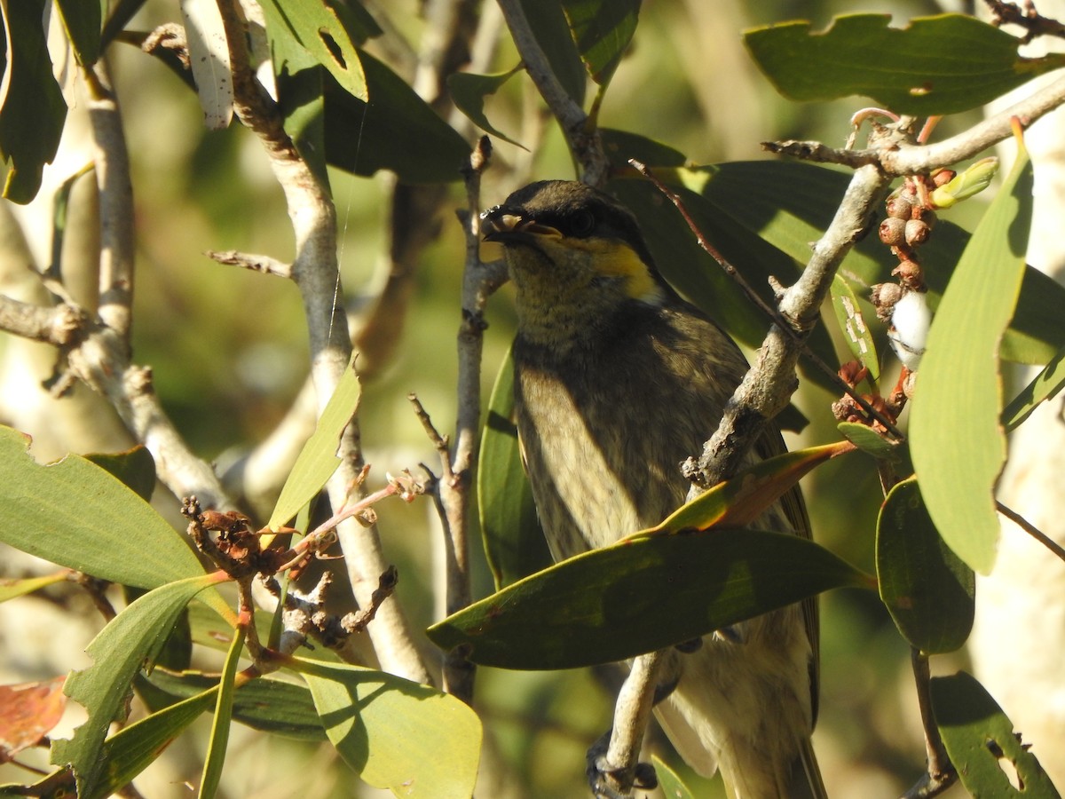 Mangrove Honeyeater - ML639132155