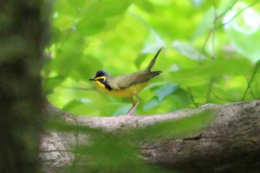 Kentucky Warbler - ML639132163