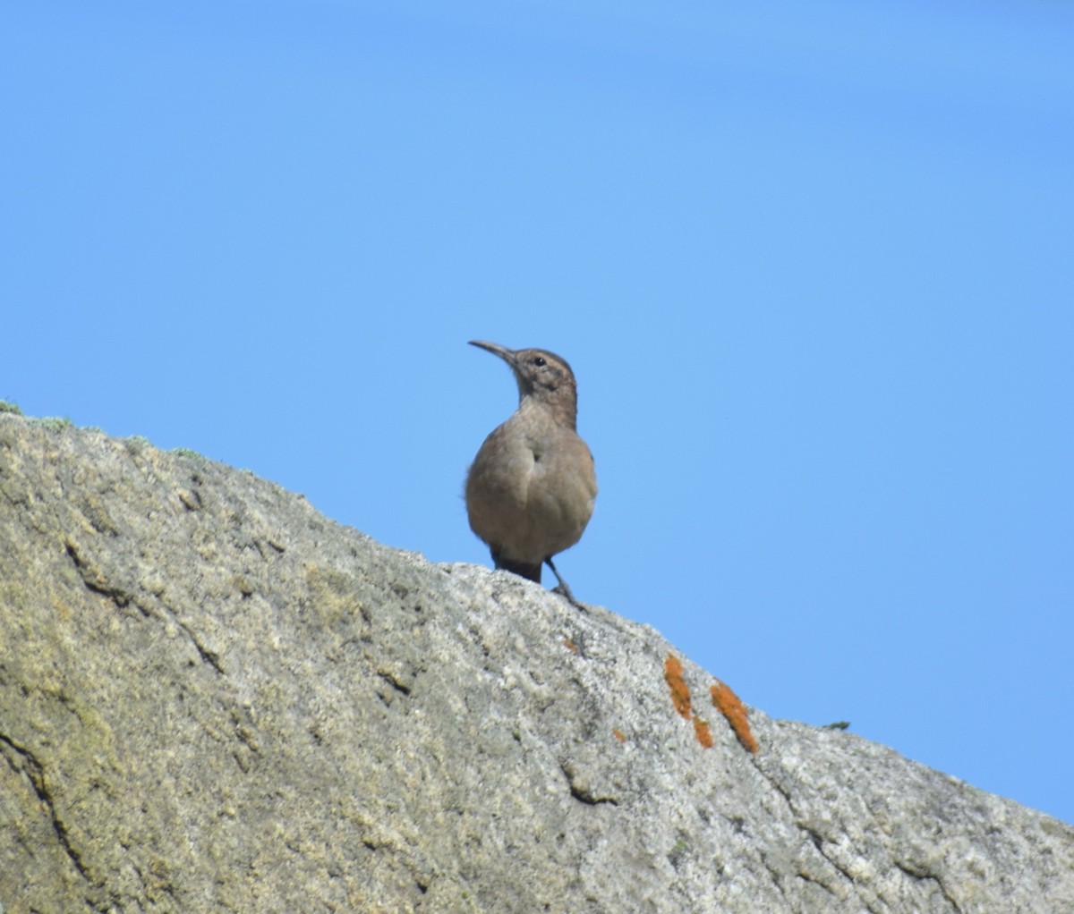 Thick-billed Miner - ML639132167