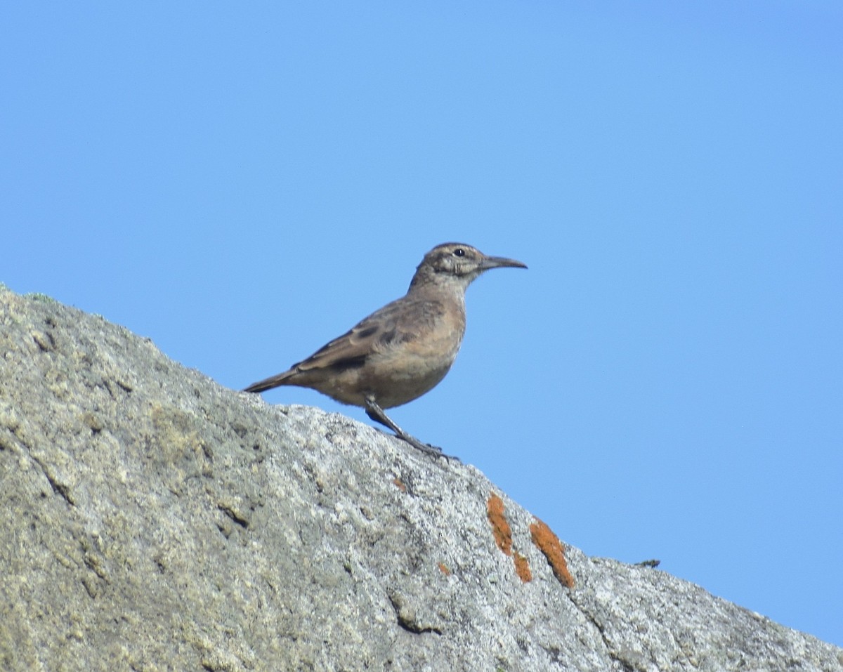Thick-billed Miner - ML639132168