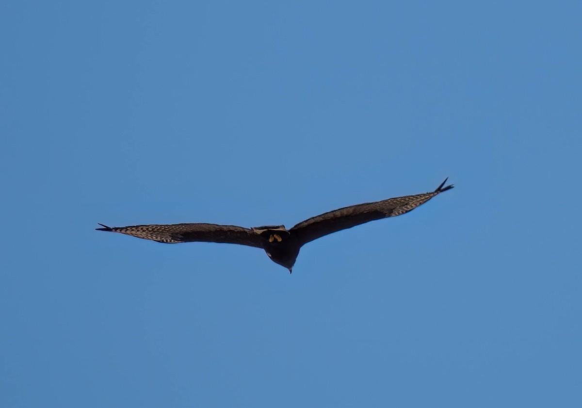 Rußbussard - ML639132177
