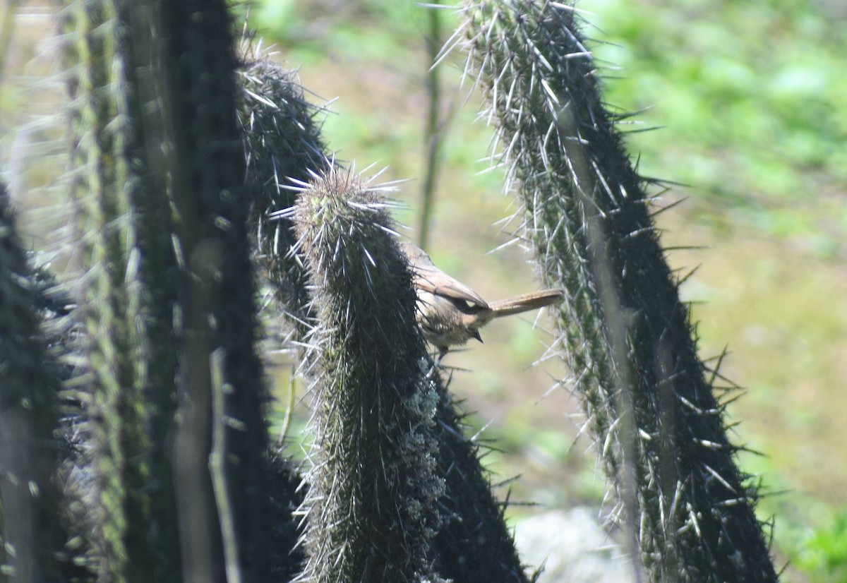 Cactus Canastero - ML639132178