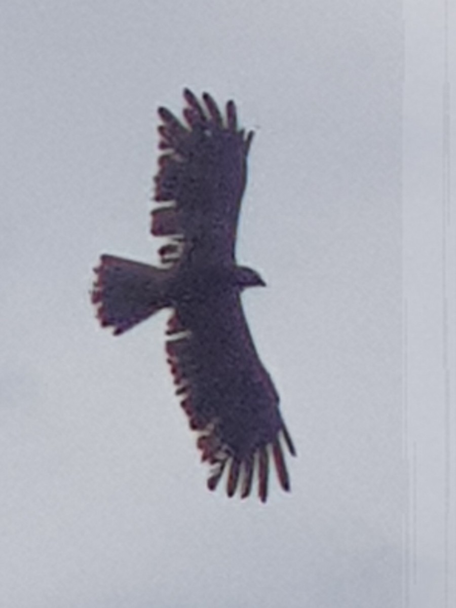 Black Eagle - ML639132181