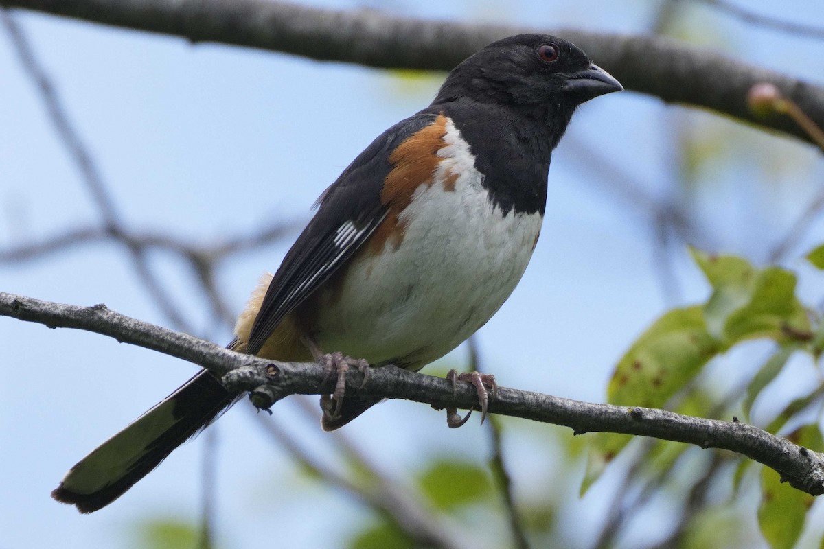 Eastern Towhee - ML639132183