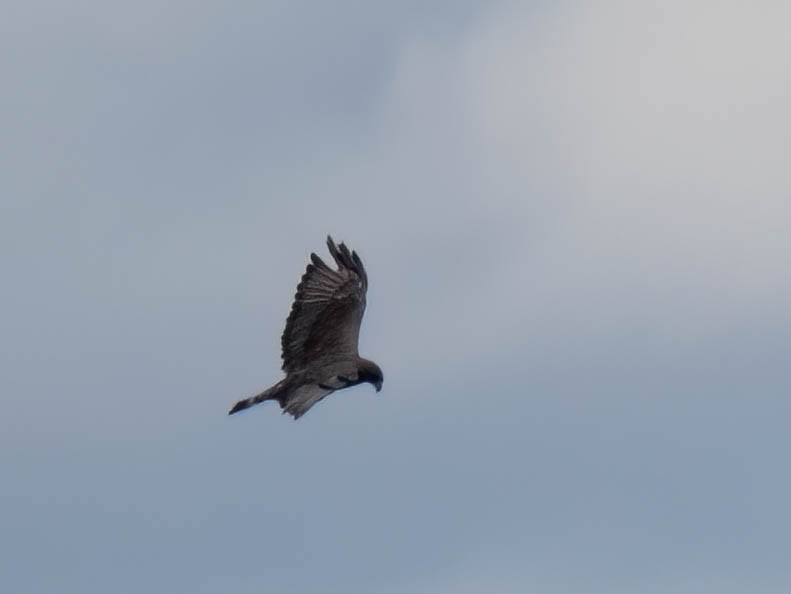 Rußbussard - ML639132186