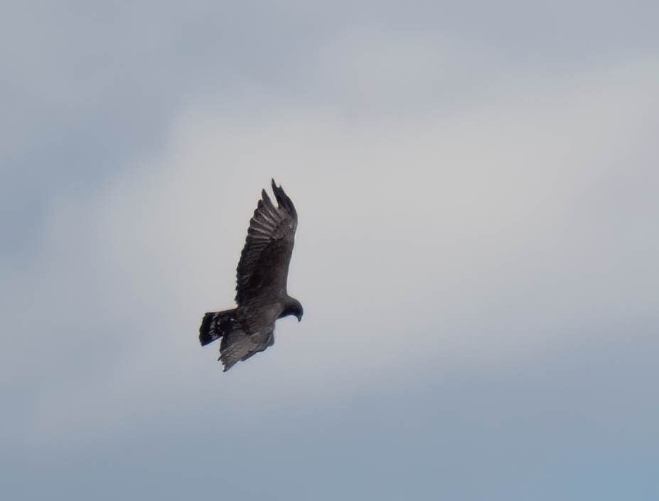 Rußbussard - ML639132189