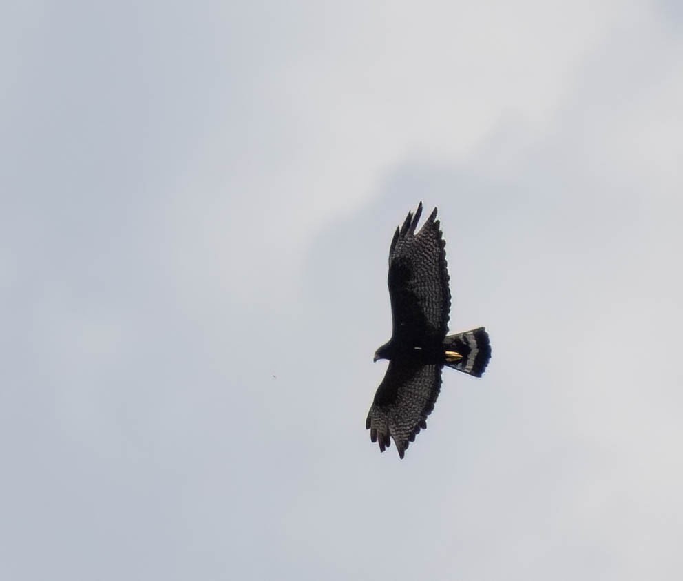 Rußbussard - ML639132198