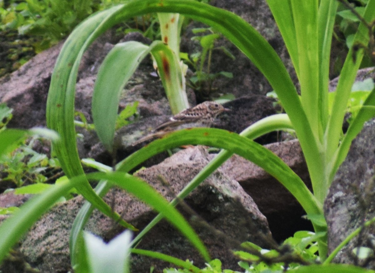 Peruvian Pipit - ML639132201