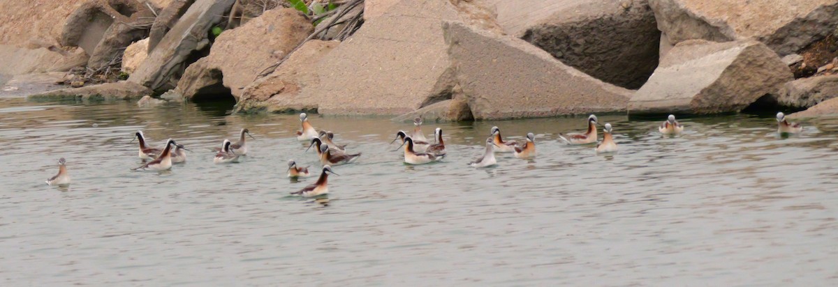 Wilson's Phalarope - ML639132207