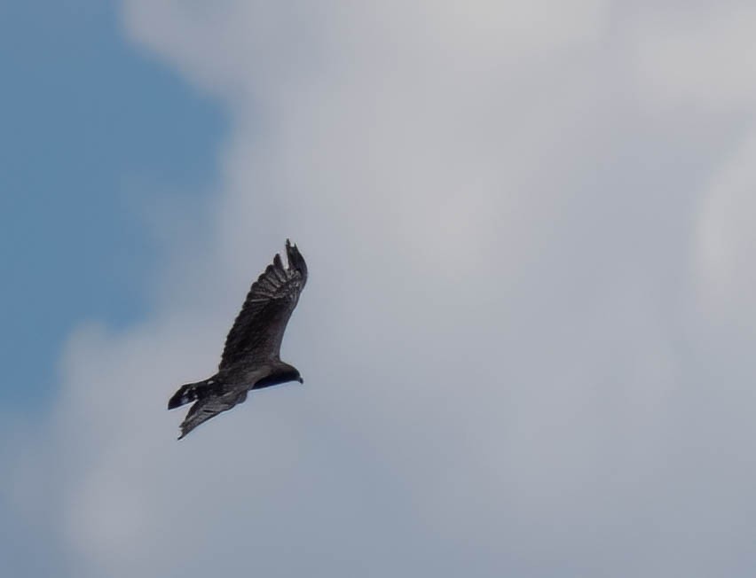 Rußbussard - ML639132218