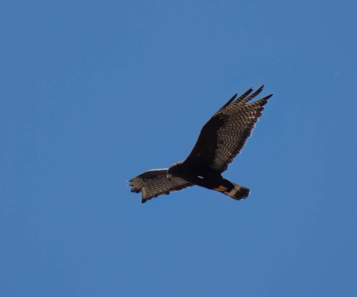 Rußbussard - ML639132242