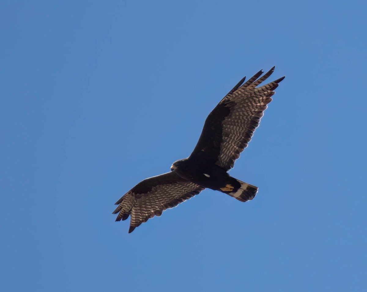 Rußbussard - ML639132244
