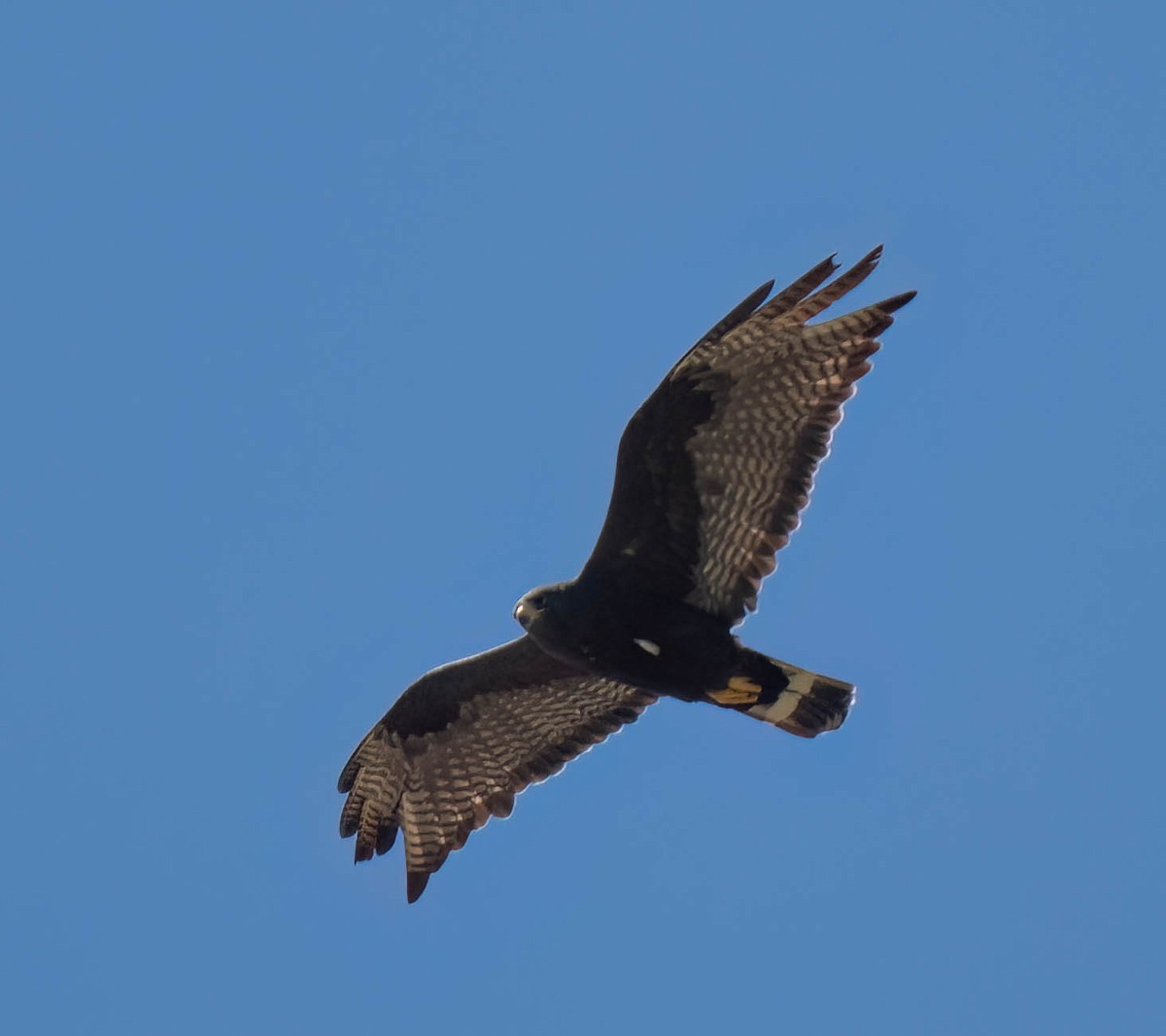 Rußbussard - ML639132245